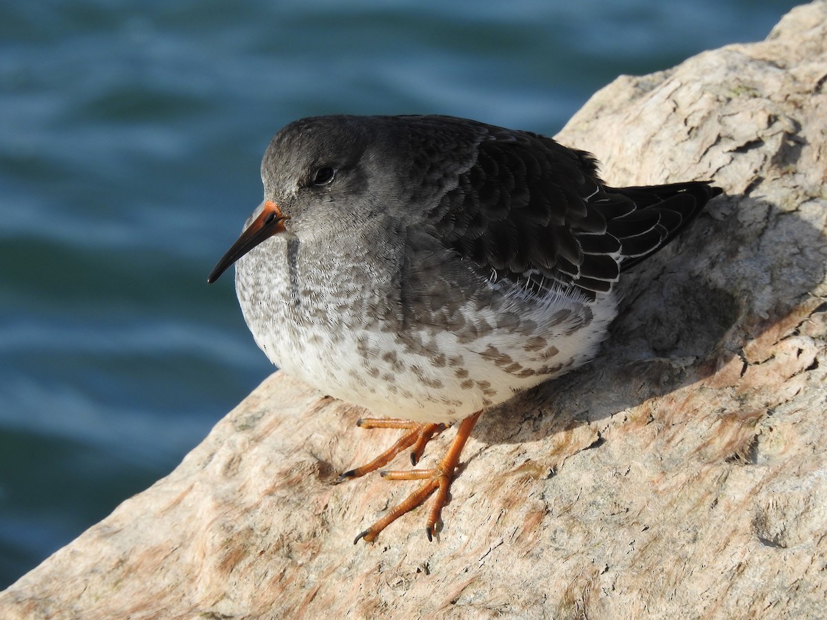 Purple Sandpiper - ML611378249