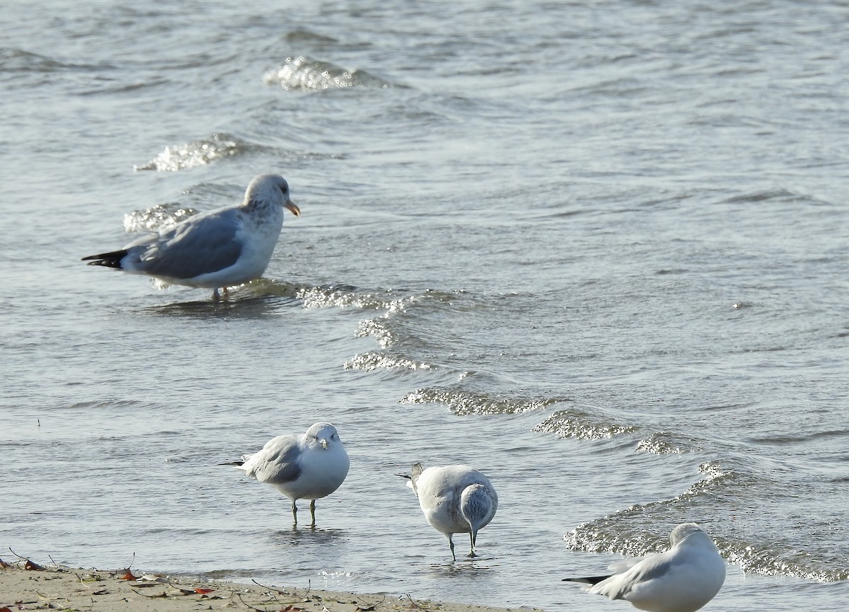 Gaviota Argéntea - ML611378270