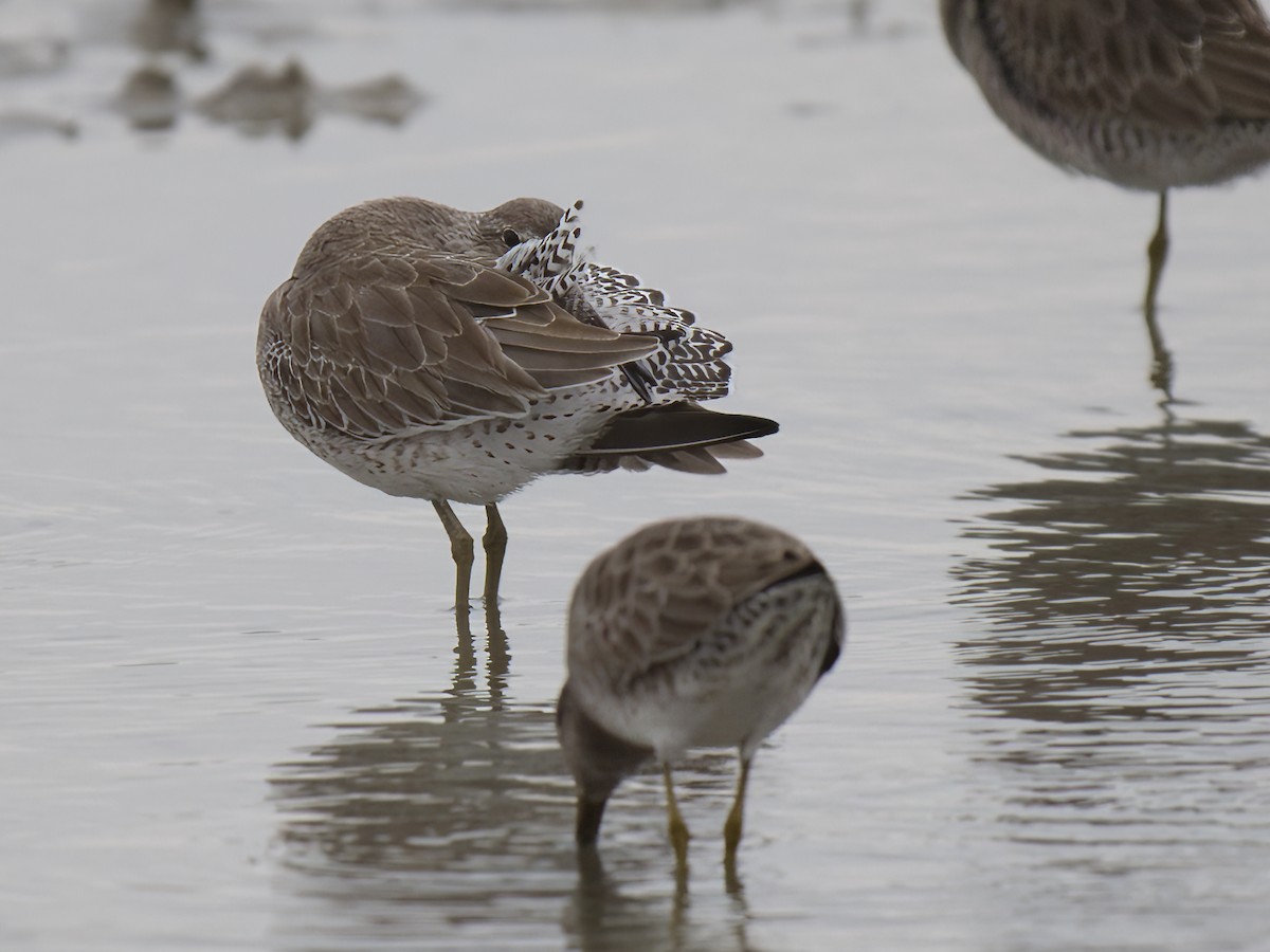 Short-billed Dowitcher - ML611378278