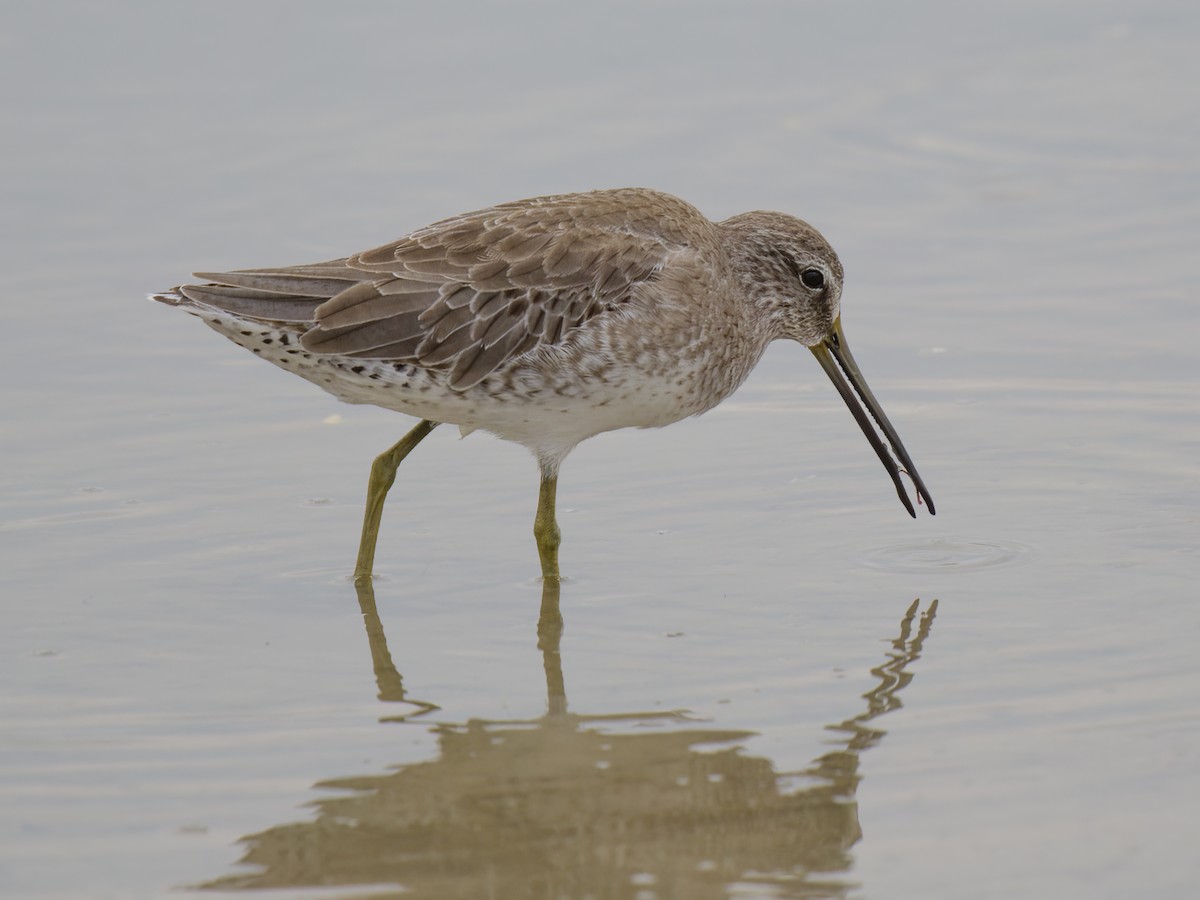 Short-billed Dowitcher - ML611378281