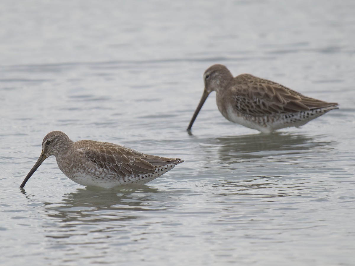 Short-billed Dowitcher - ML611378282