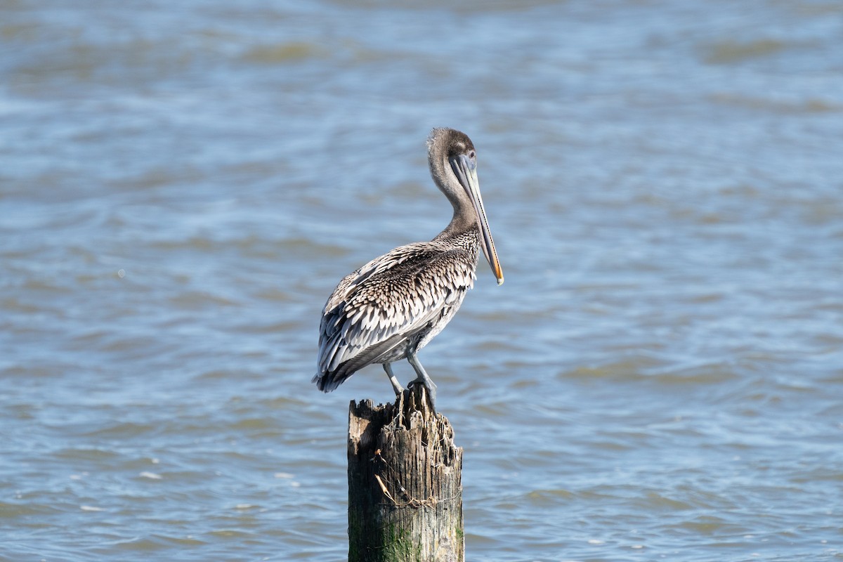 Brown Pelican - ML611378325