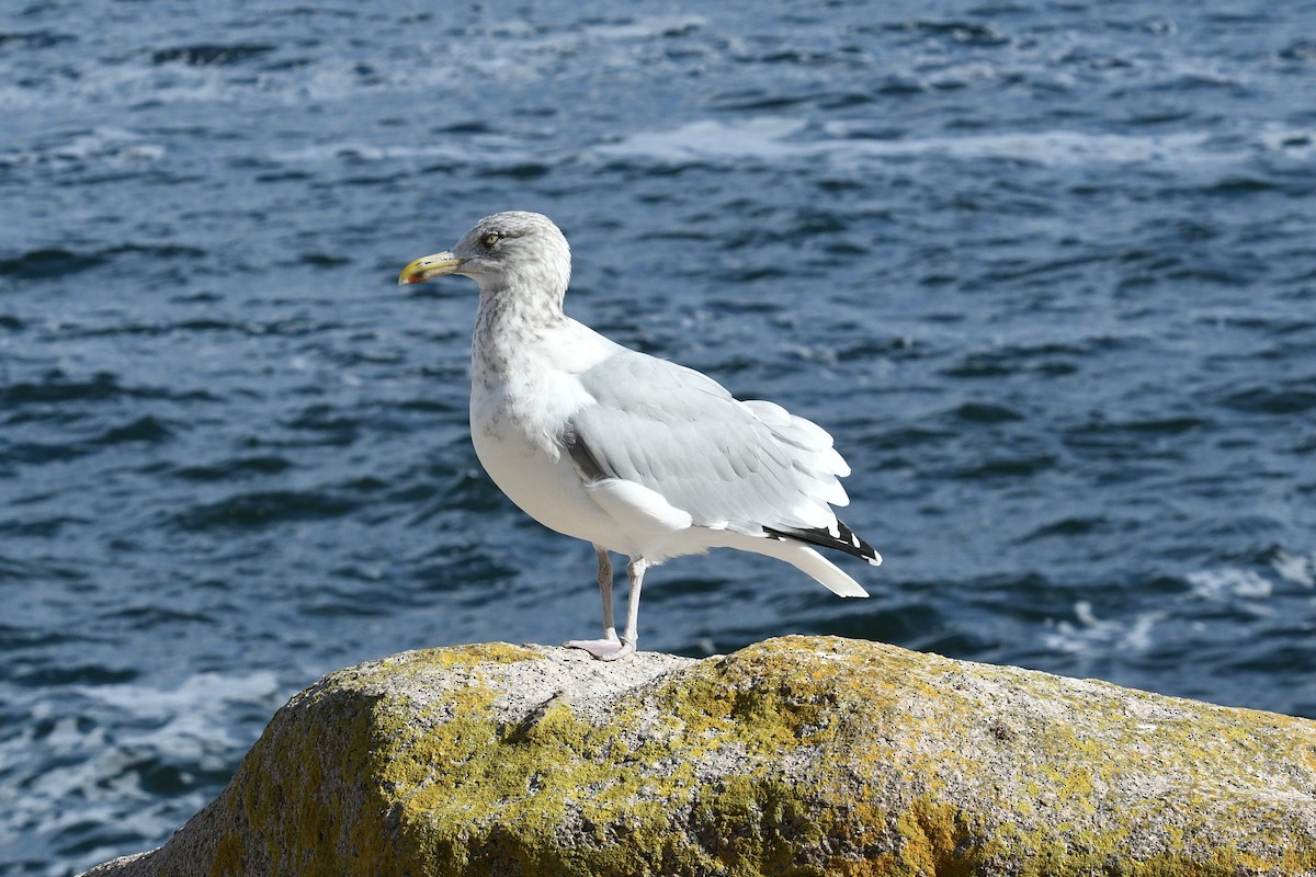 Goéland argenté (smithsonianus) - ML611378381