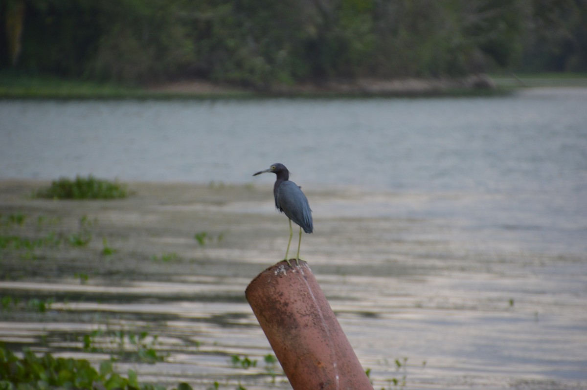 Little Blue Heron - ML611378423