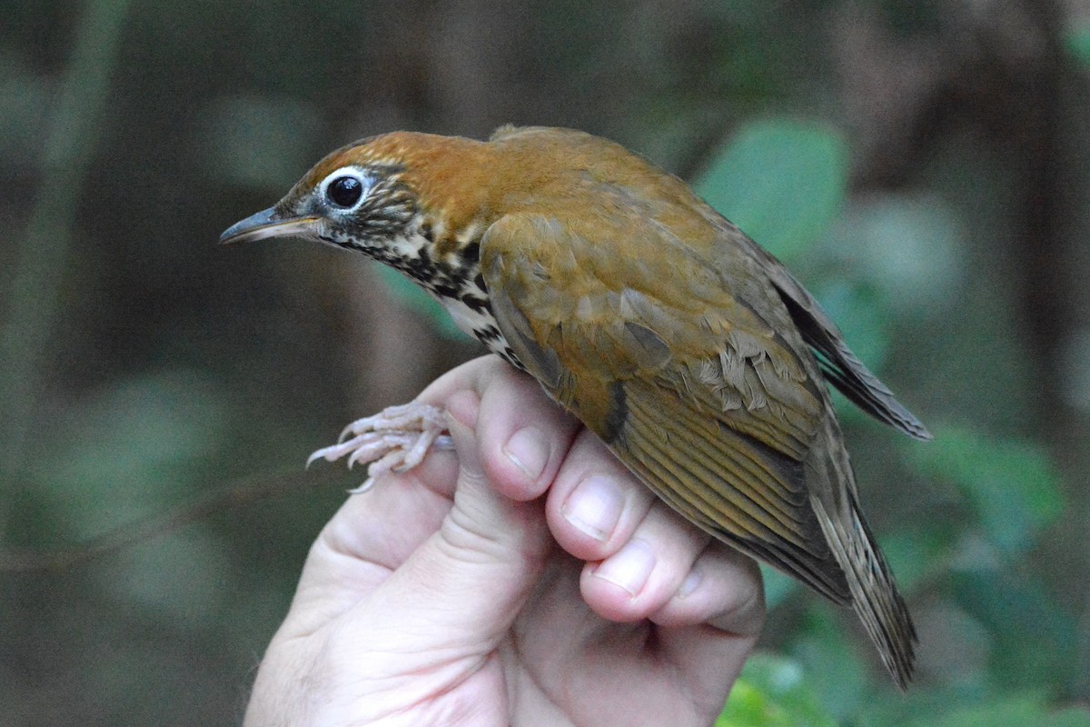 Wood Thrush - Alexandra Barath