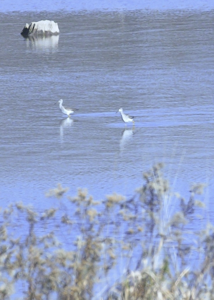 Greater Yellowlegs - ML611378618