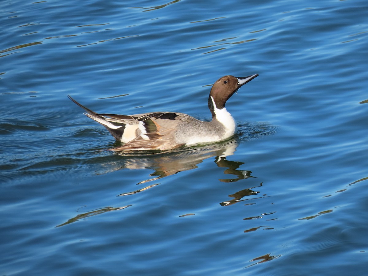 Northern Pintail - Elizabeth Ferber