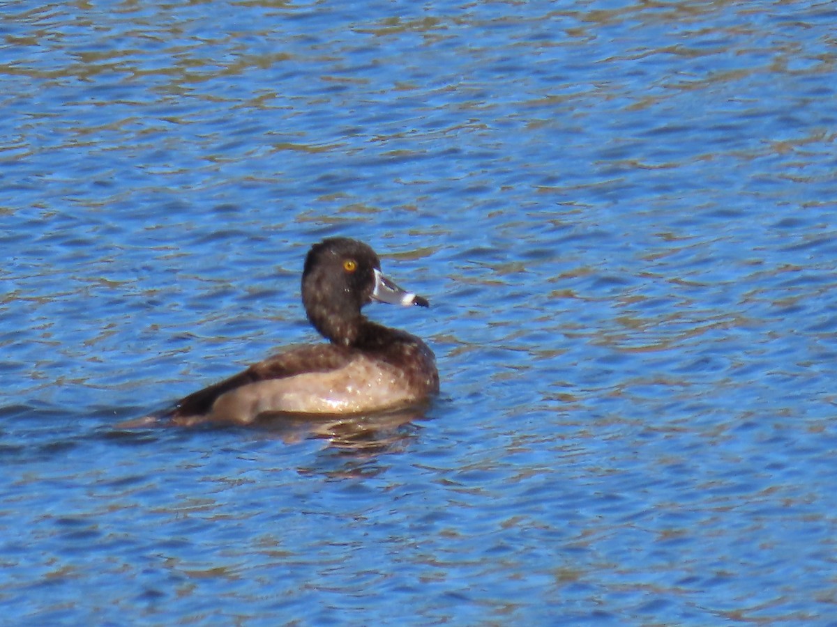 Ring-necked Duck - ML611378760
