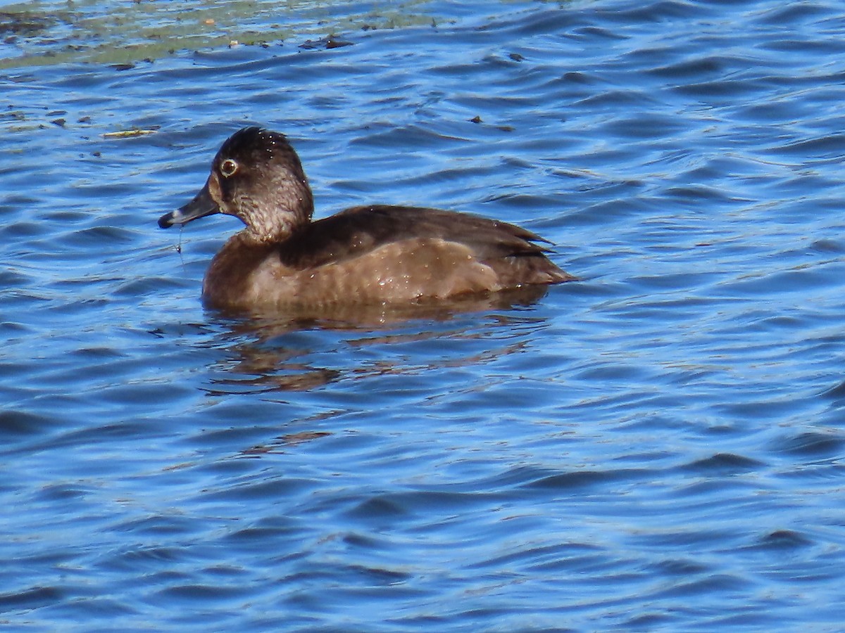 Ring-necked Duck - ML611378761