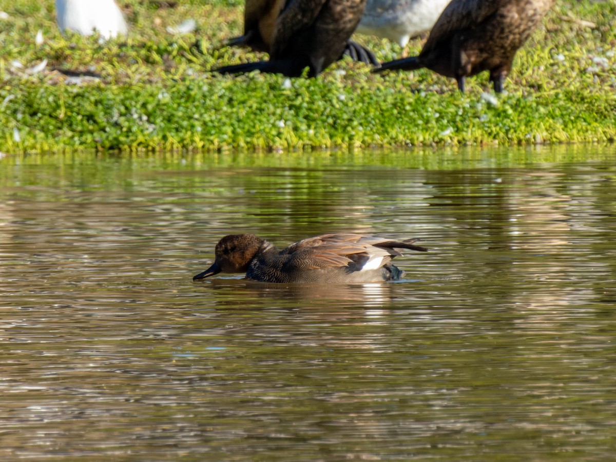 Gadwall - ML611378871