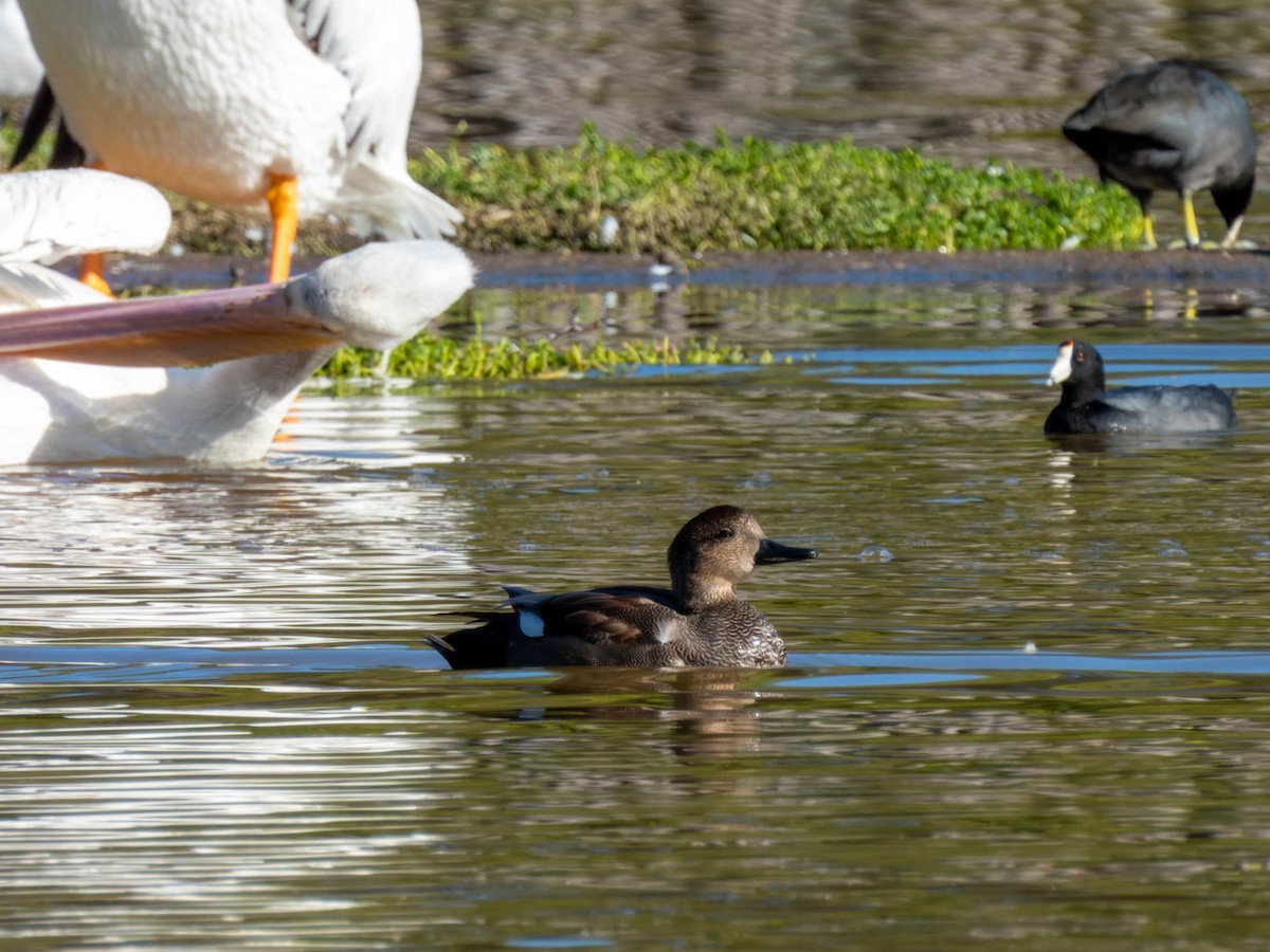 Gadwall - ML611378874