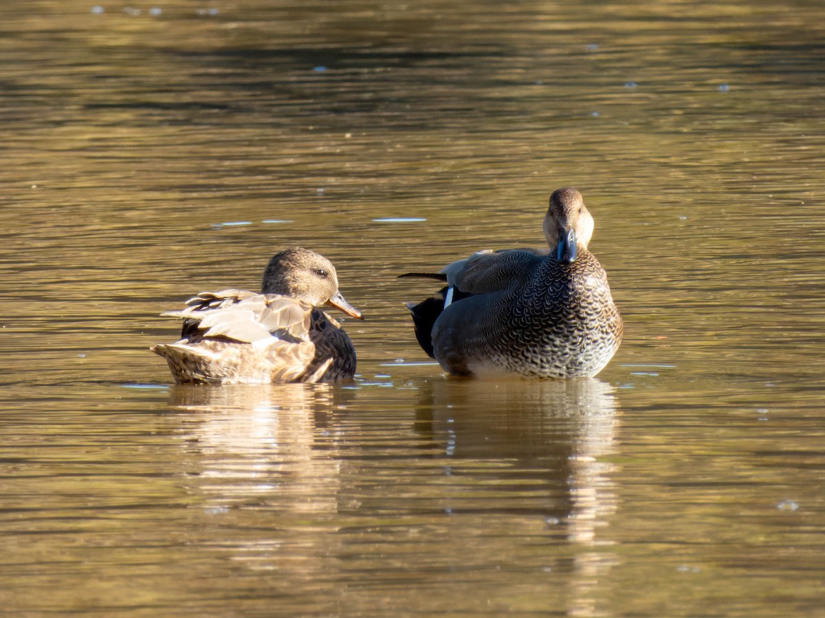 Gadwall - ML611378875