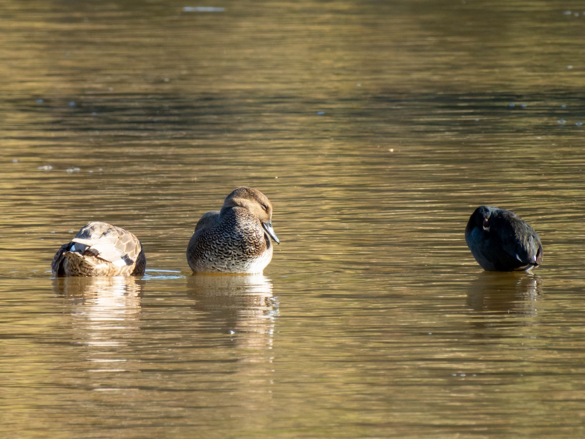 Gadwall - Ruslan Balagansky