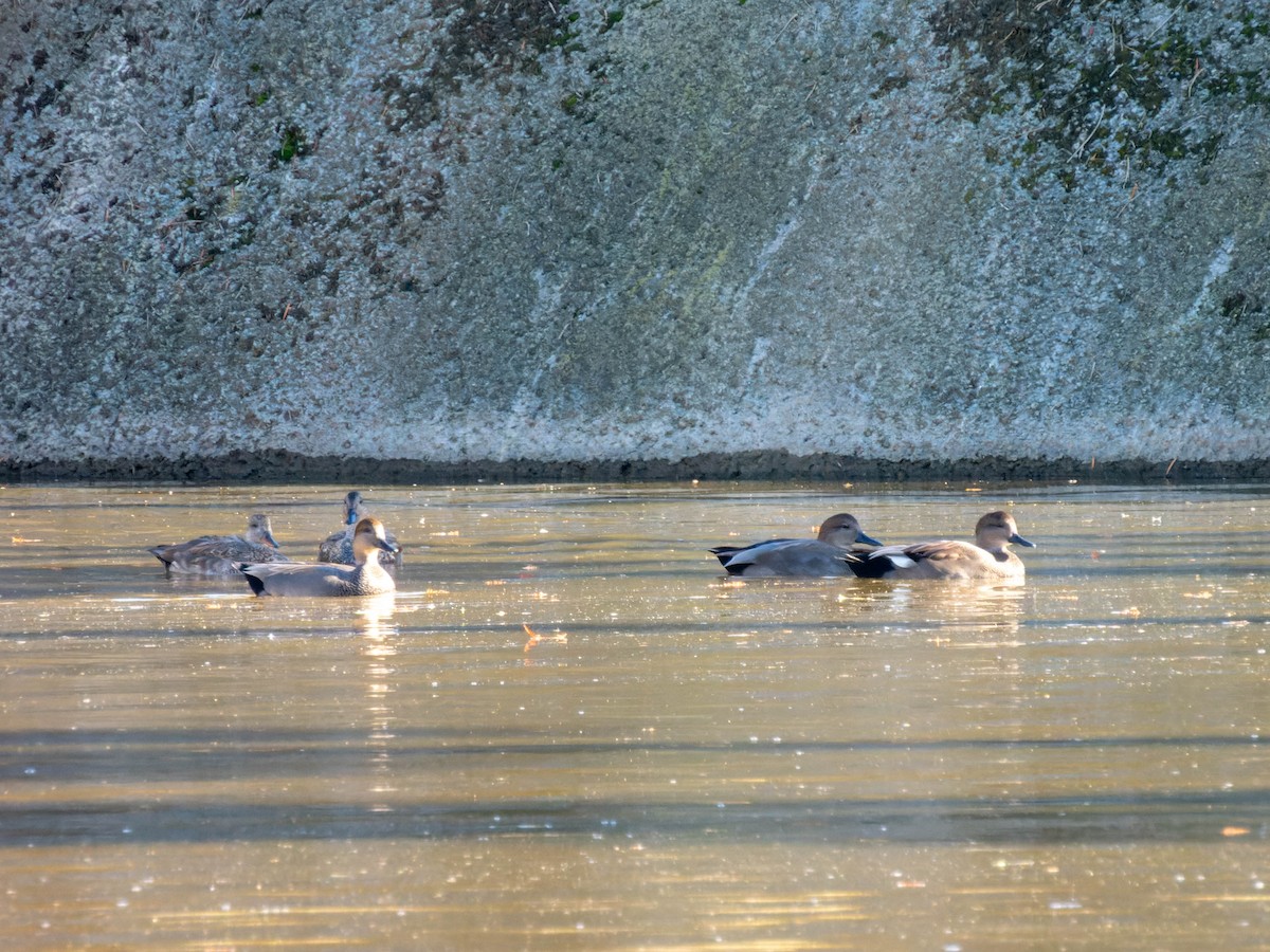 Gadwall - ML611378878