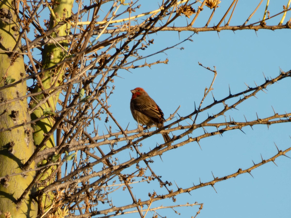 House Finch - Ruslan Balagansky