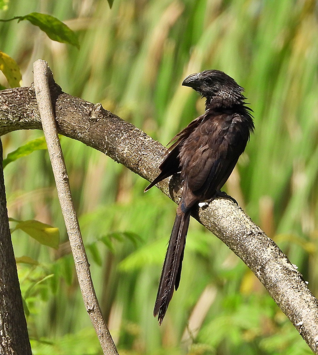 Groove-billed Ani - Manuel Pérez R.