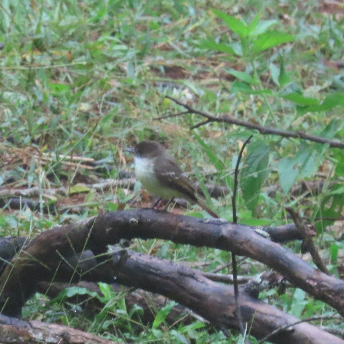 Sad Flycatcher - ML611378998