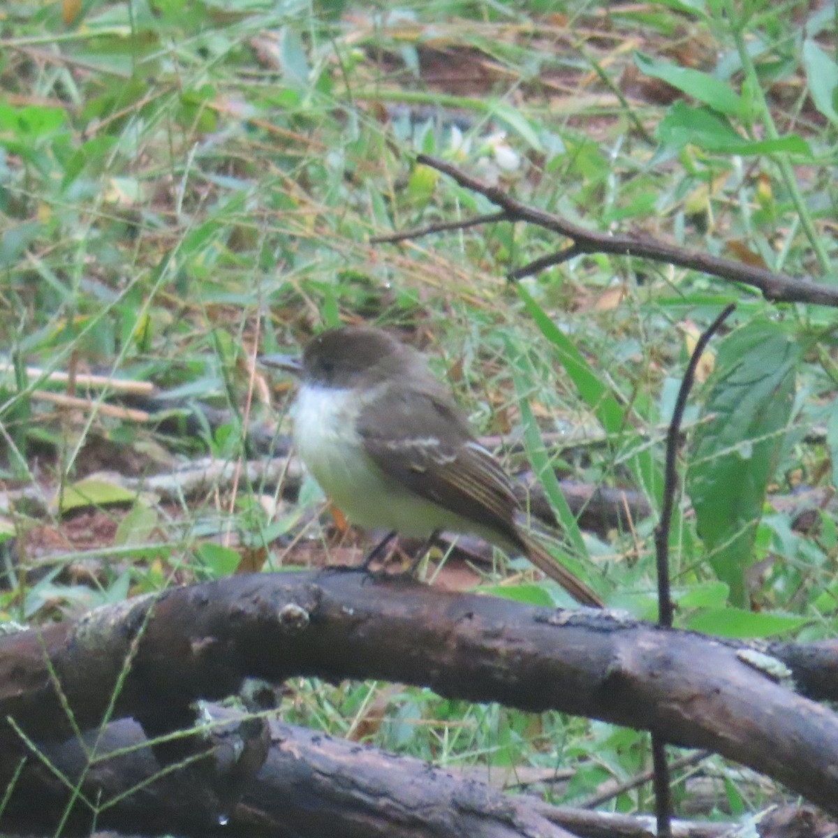 Sad Flycatcher - ML611378999