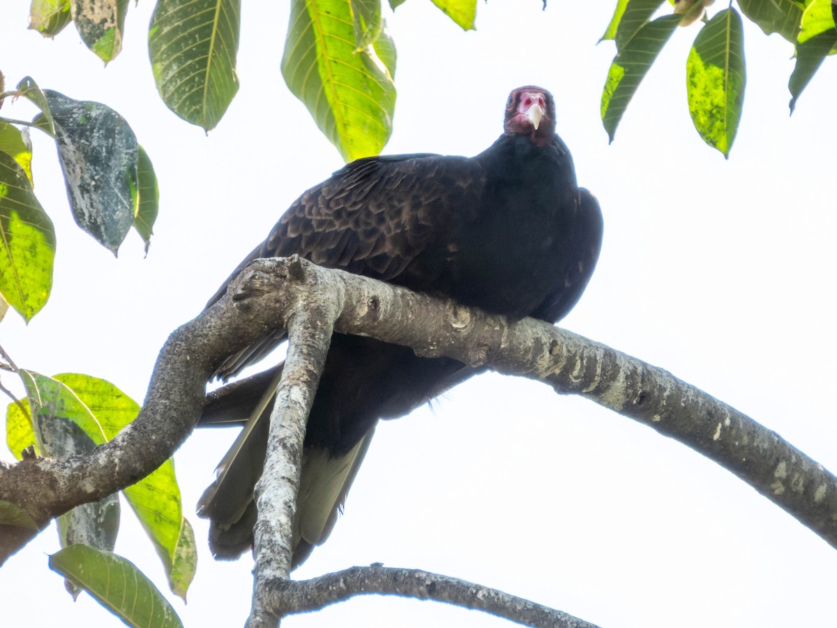 Turkey Vulture - ML611379048