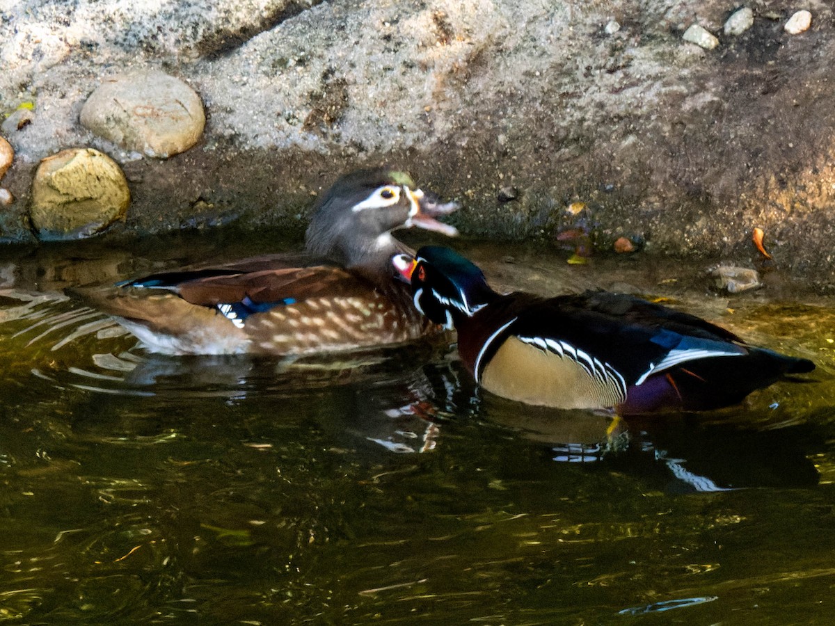 Wood Duck - ML611379062