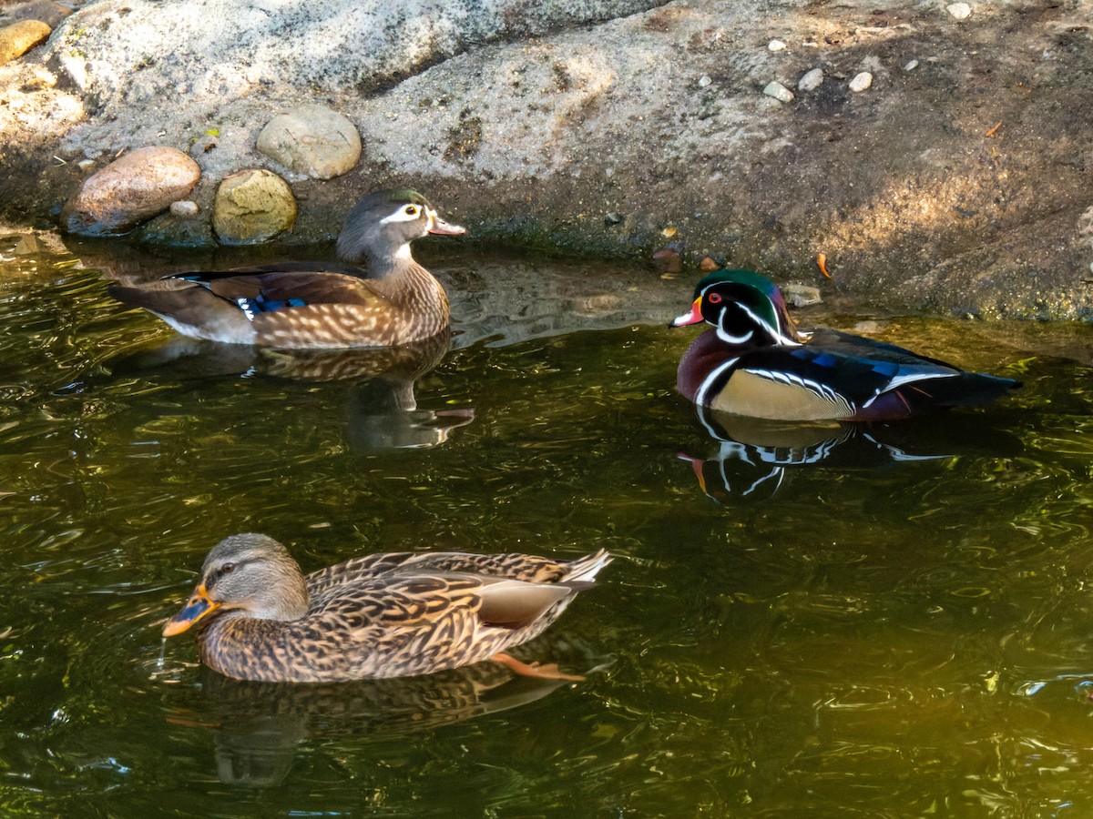 Wood Duck - ML611379063