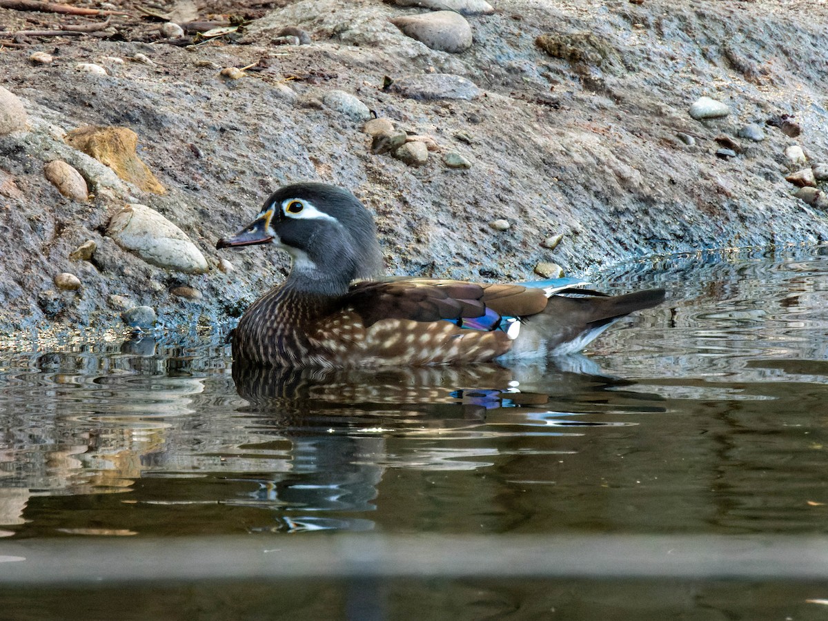 Wood Duck - ML611379064