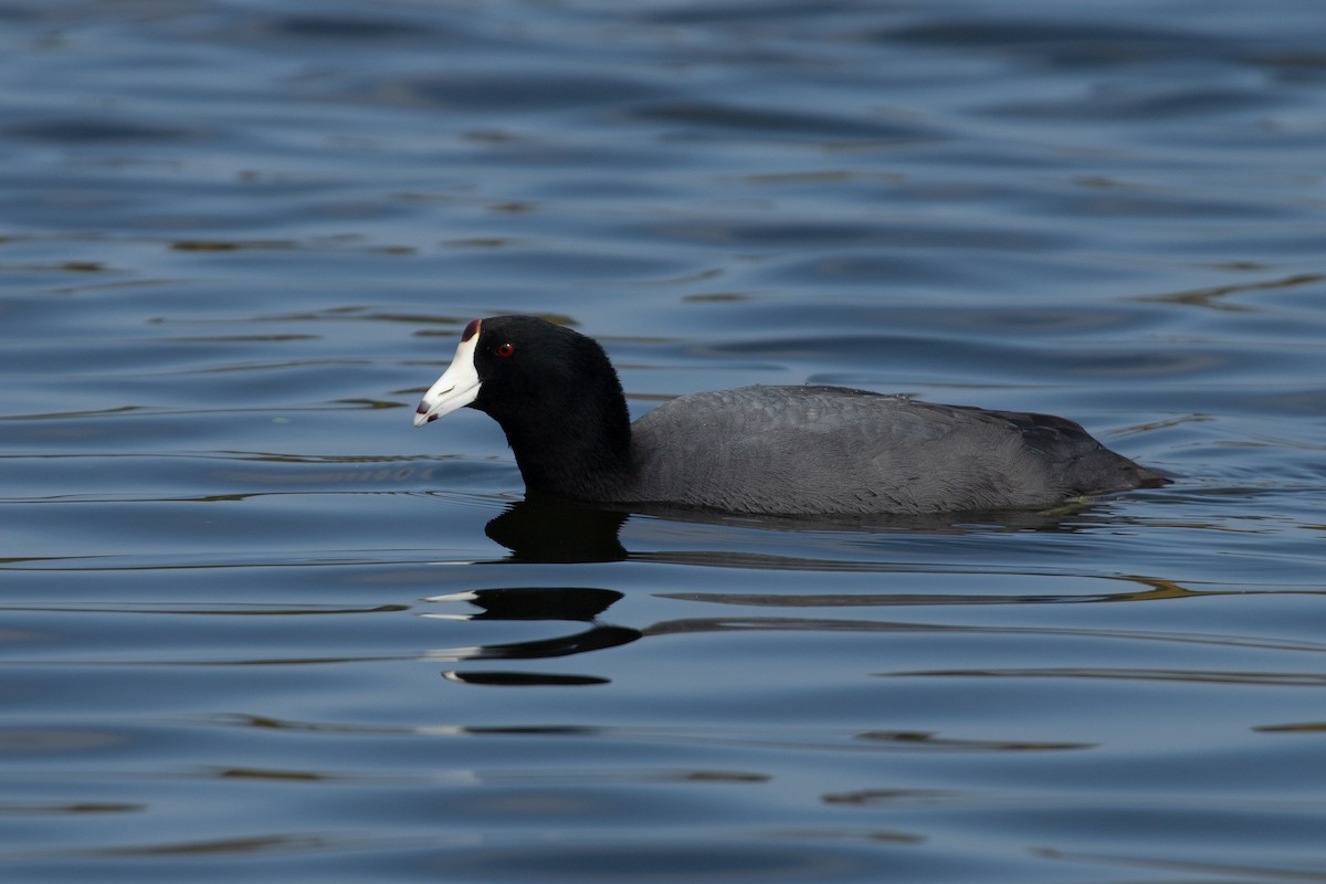 American Coot - ML611379108