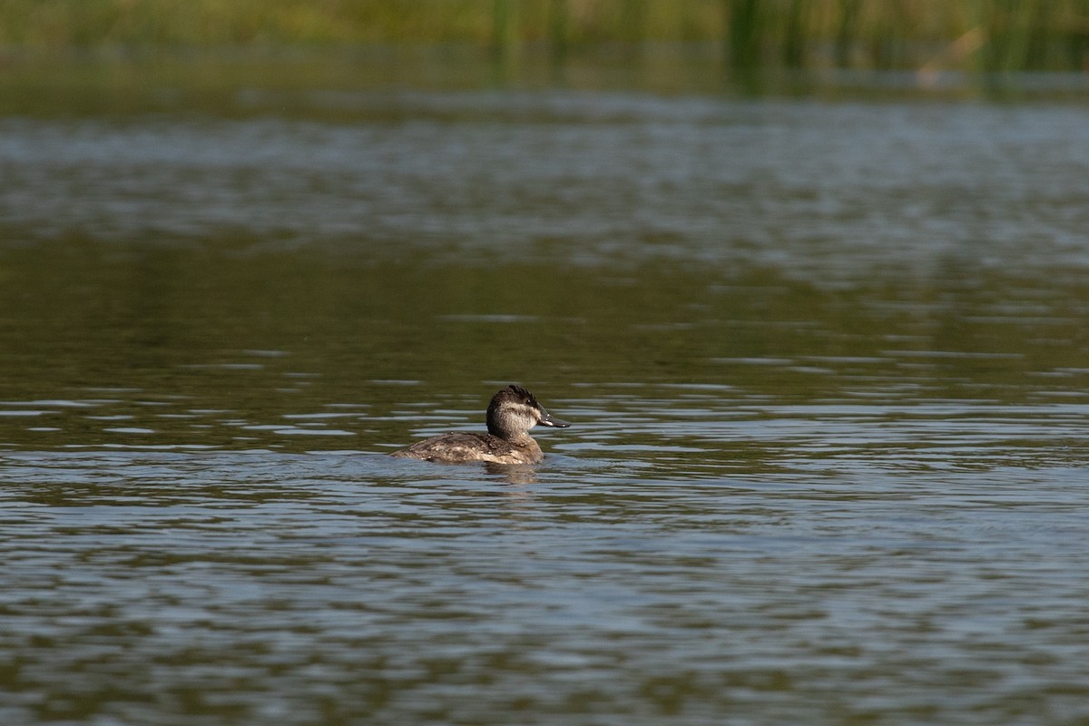 Ruddy Duck - Liam Wolff