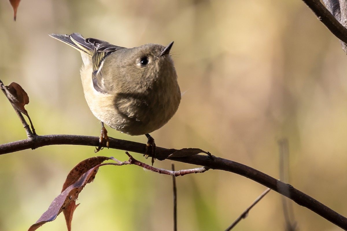 Ruby-crowned Kinglet - Colleen Childers