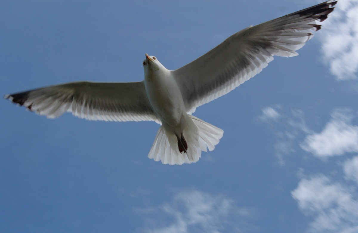 Herring Gull - Angel Zakharia