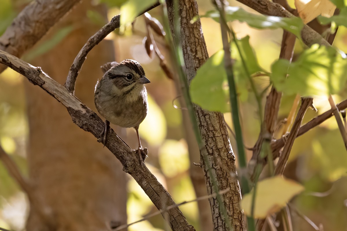 Swamp Sparrow - Colleen Childers