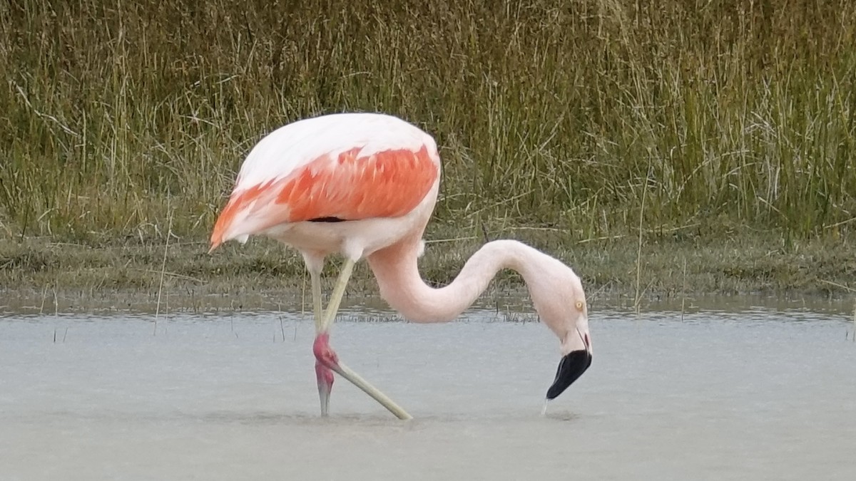 Chilean Flamingo - ML611379177