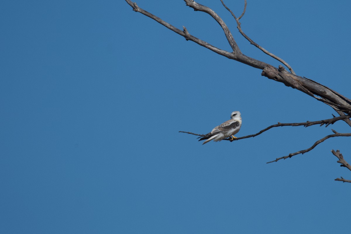 Black-shouldered Kite - ML611379229