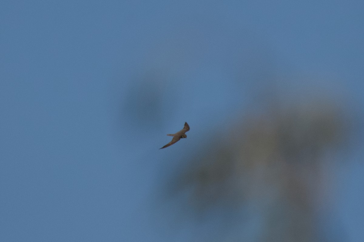 Australian Hobby - Alfred & Hidi Lau