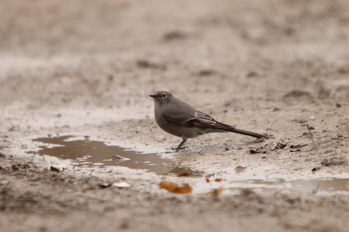 Townsend's Solitaire - ML611379242