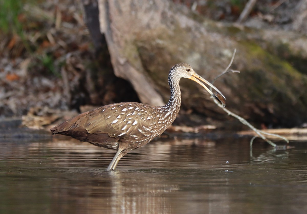 Limpkin - Craig Evans