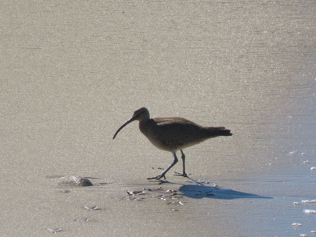 Whimbrel - ML611379521