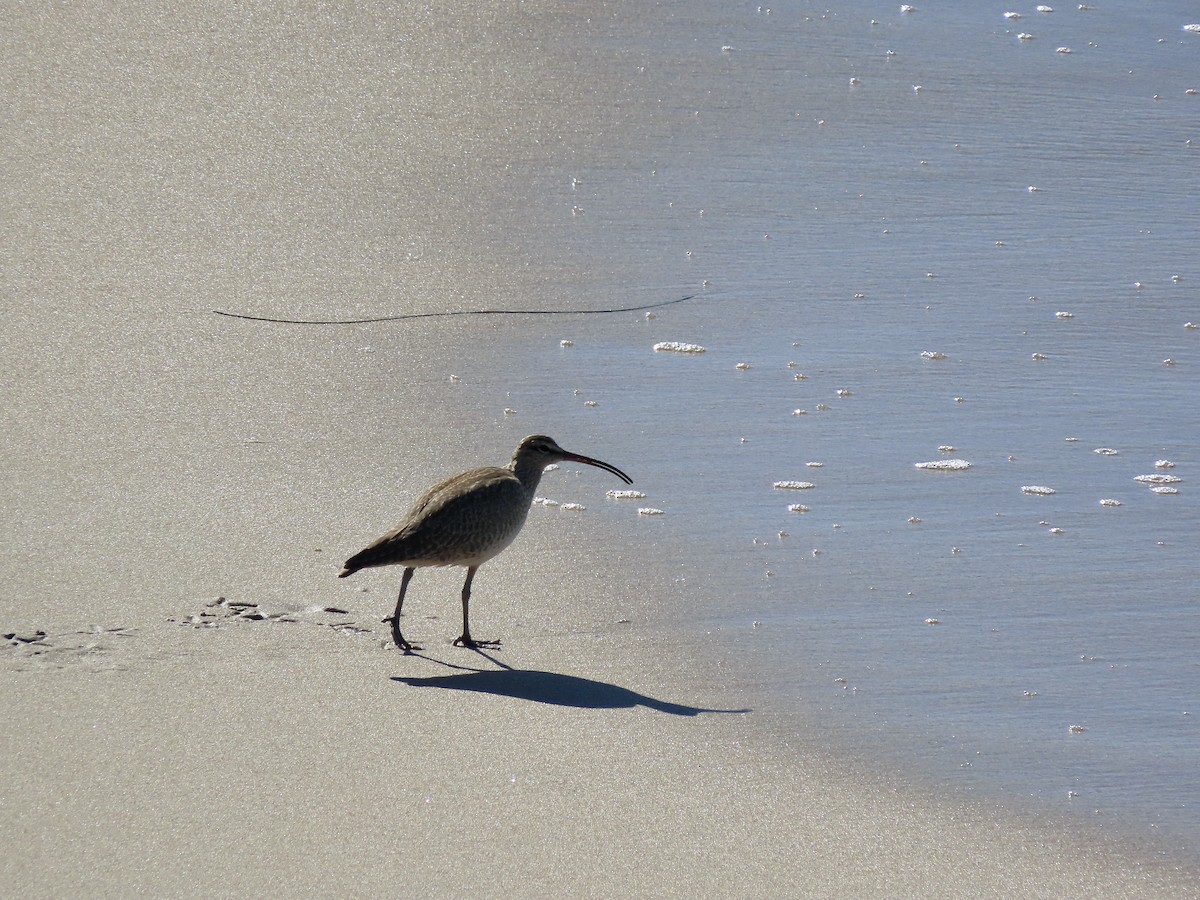 Whimbrel - ML611379522