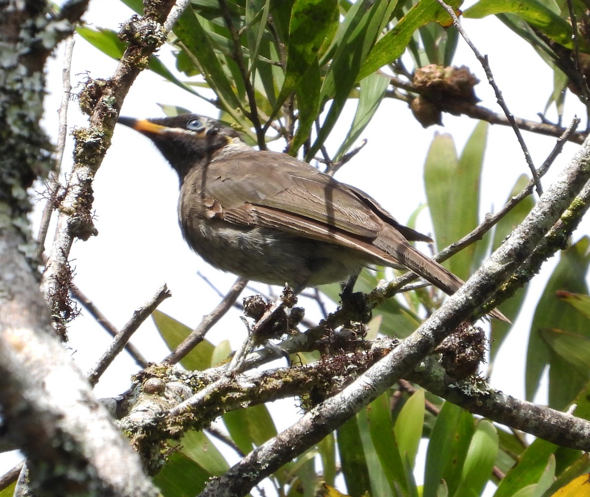 Bridled Honeyeater - ML611379524