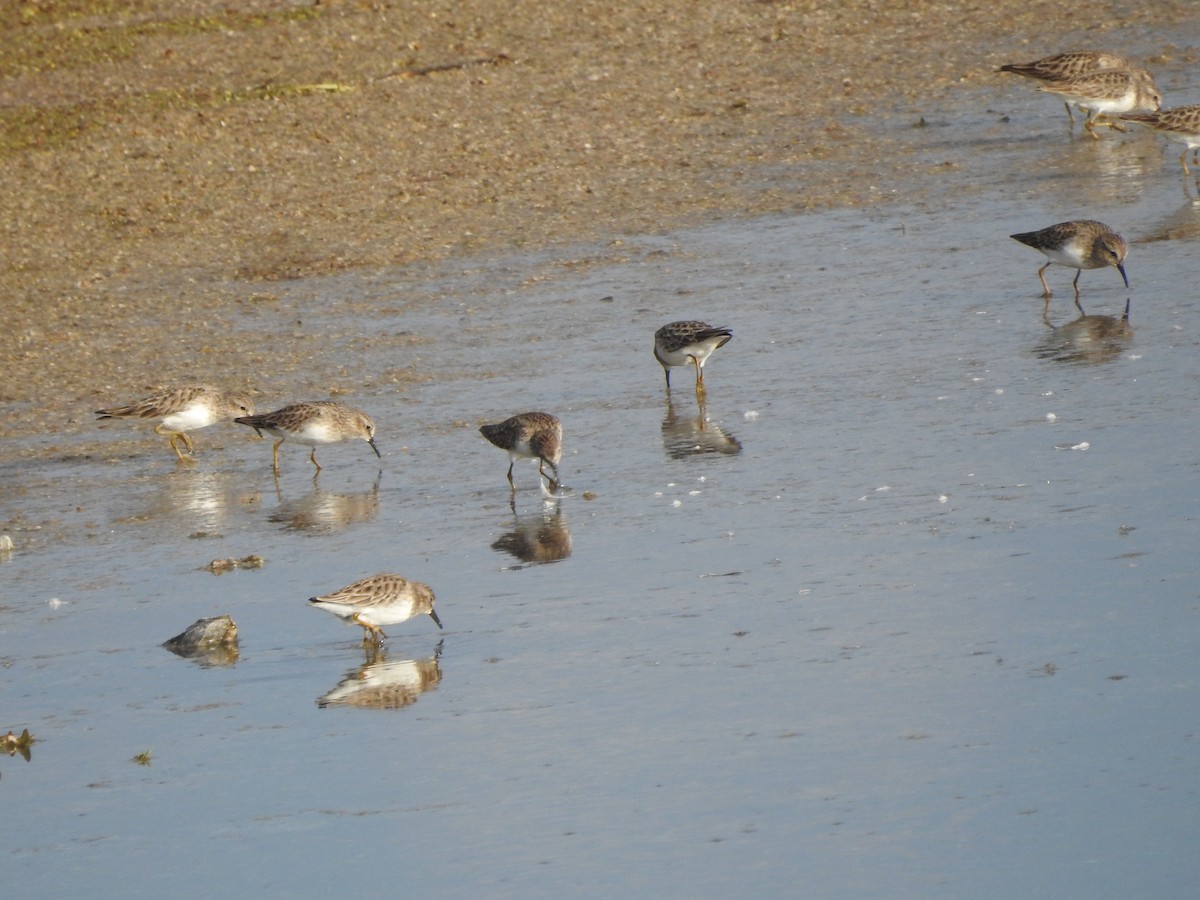 Least Sandpiper - ML611379662