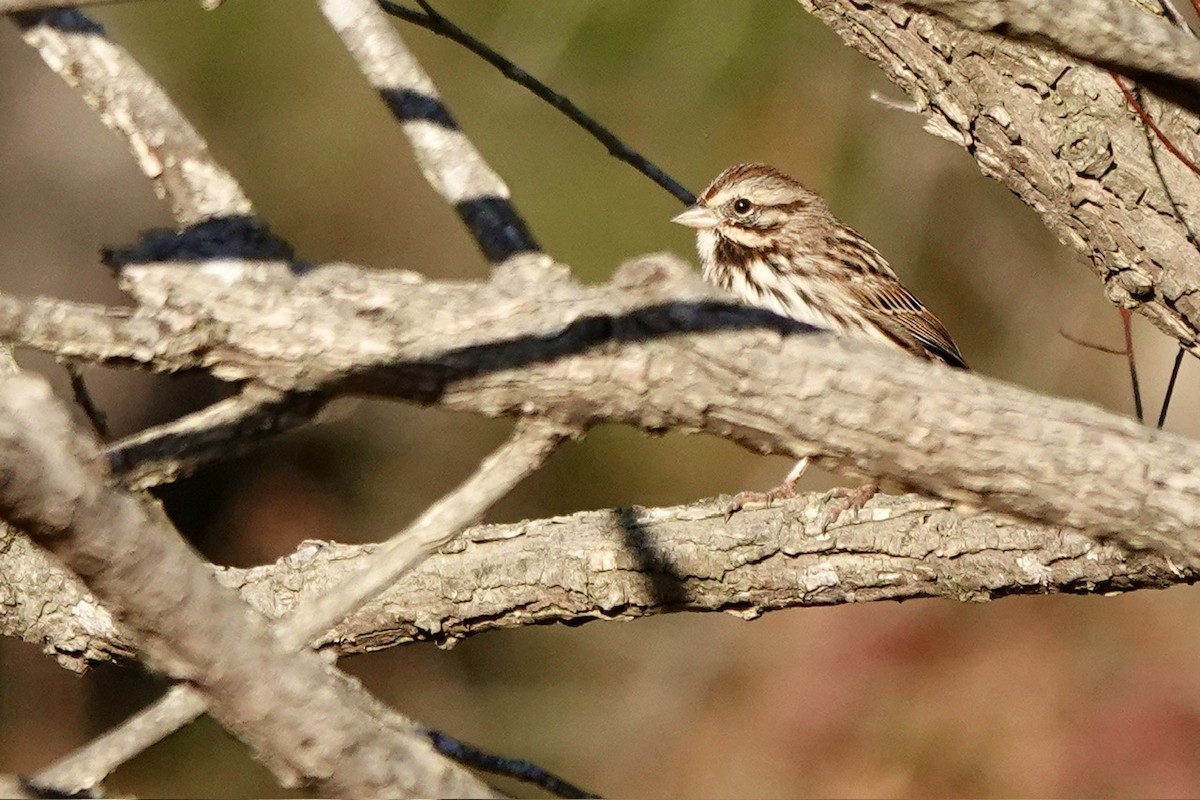 Song Sparrow - ML611379671