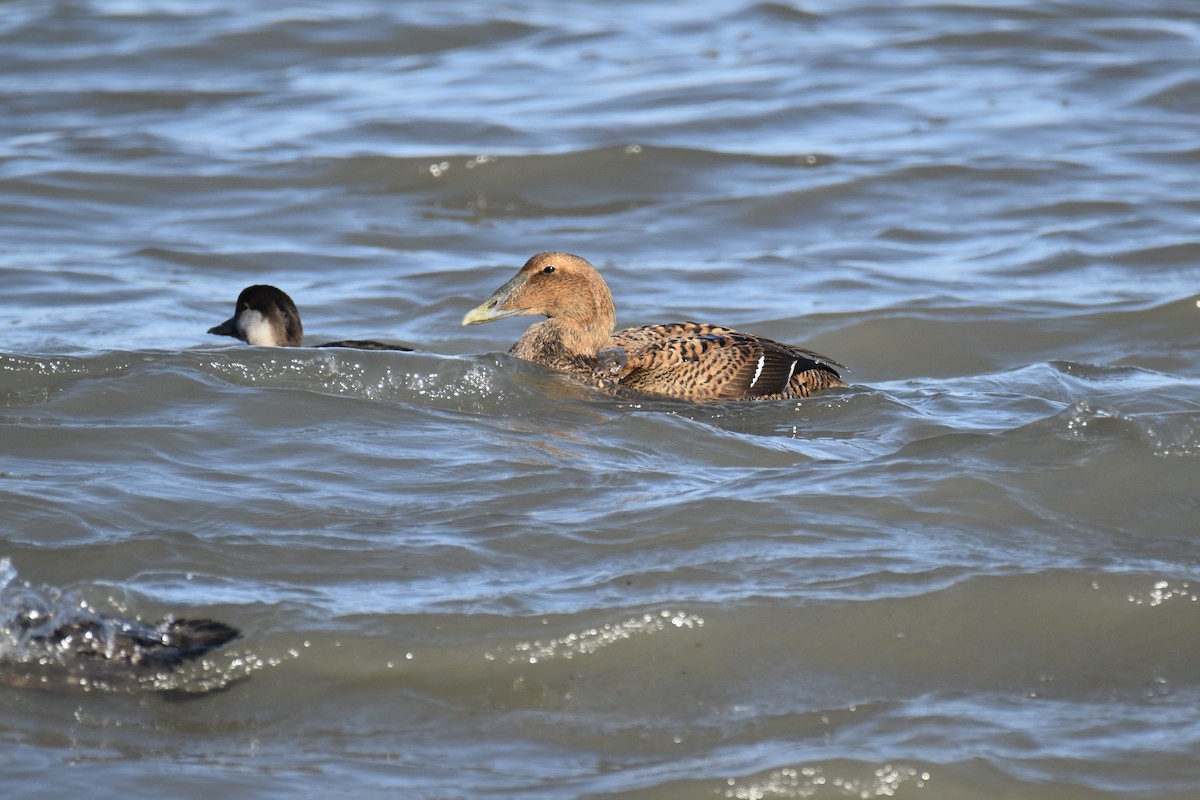 Common Eider - John Patten Moss