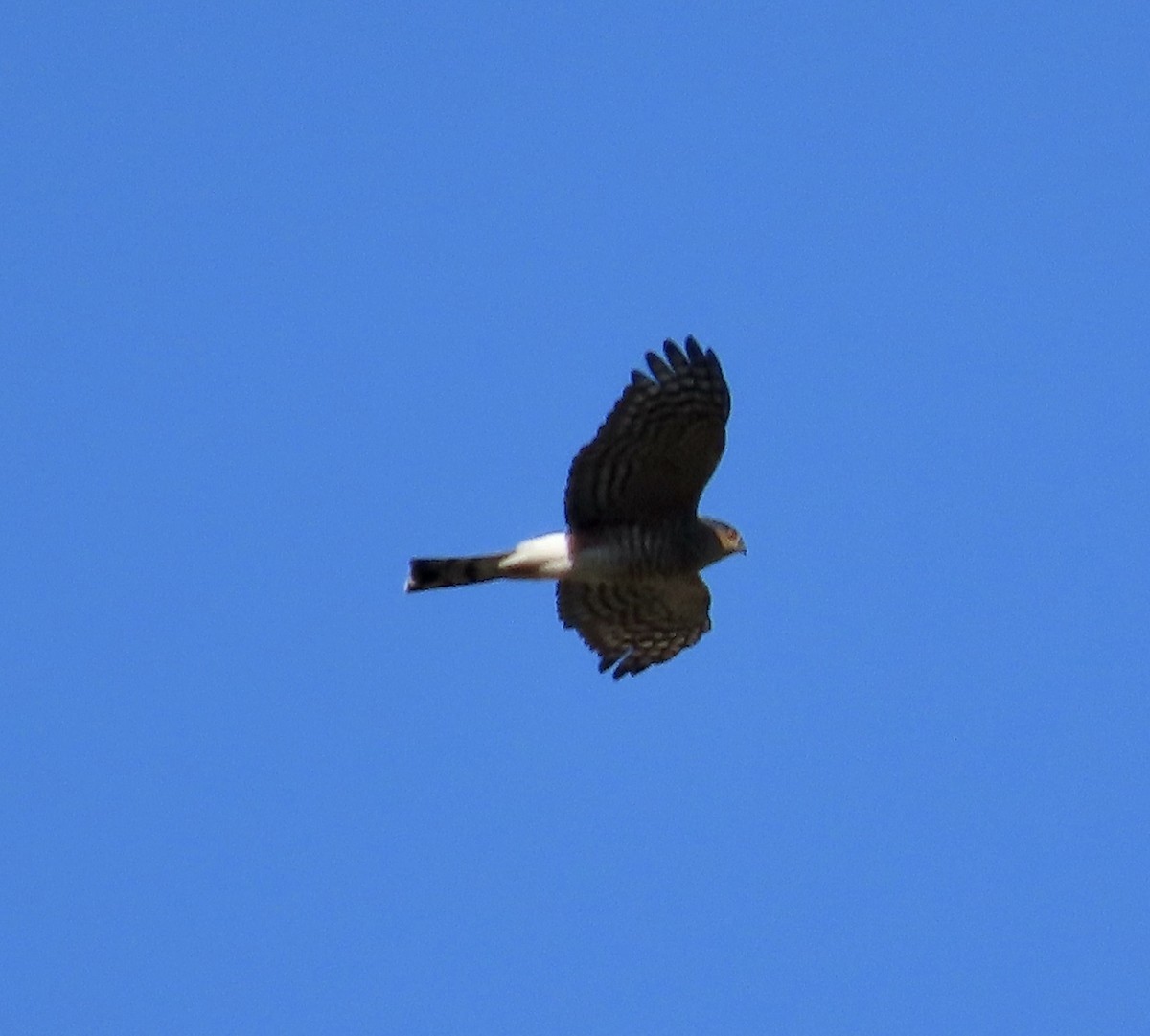 Sharp-shinned Hawk - ML611379761