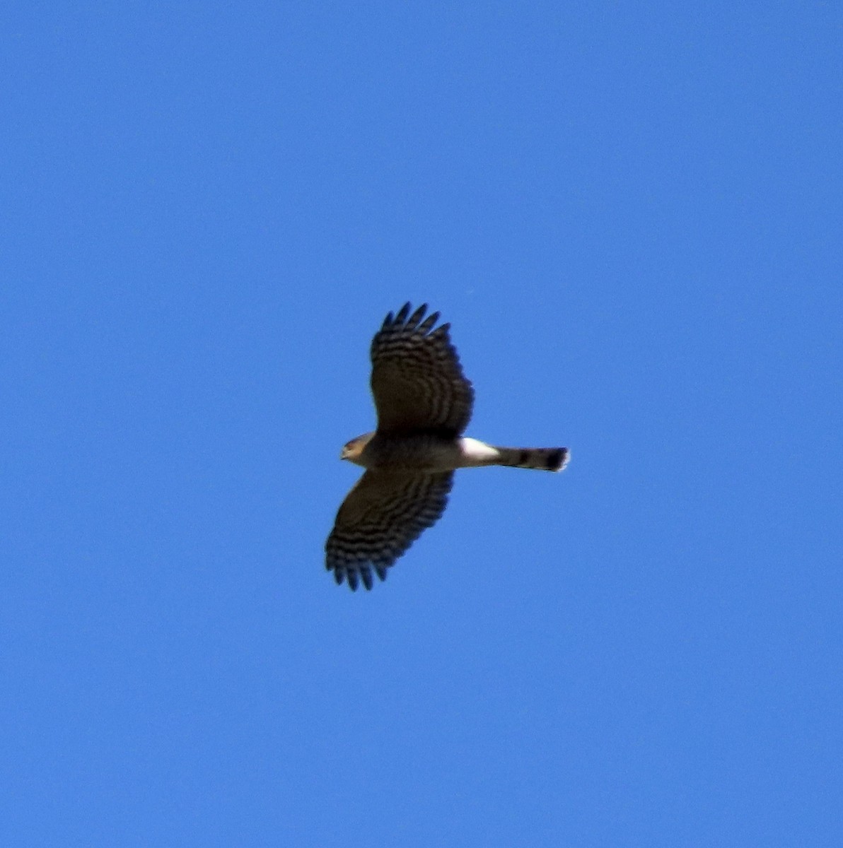 Sharp-shinned Hawk - ML611379762