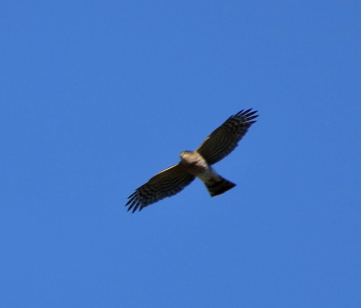 Sharp-shinned Hawk - ML611379764