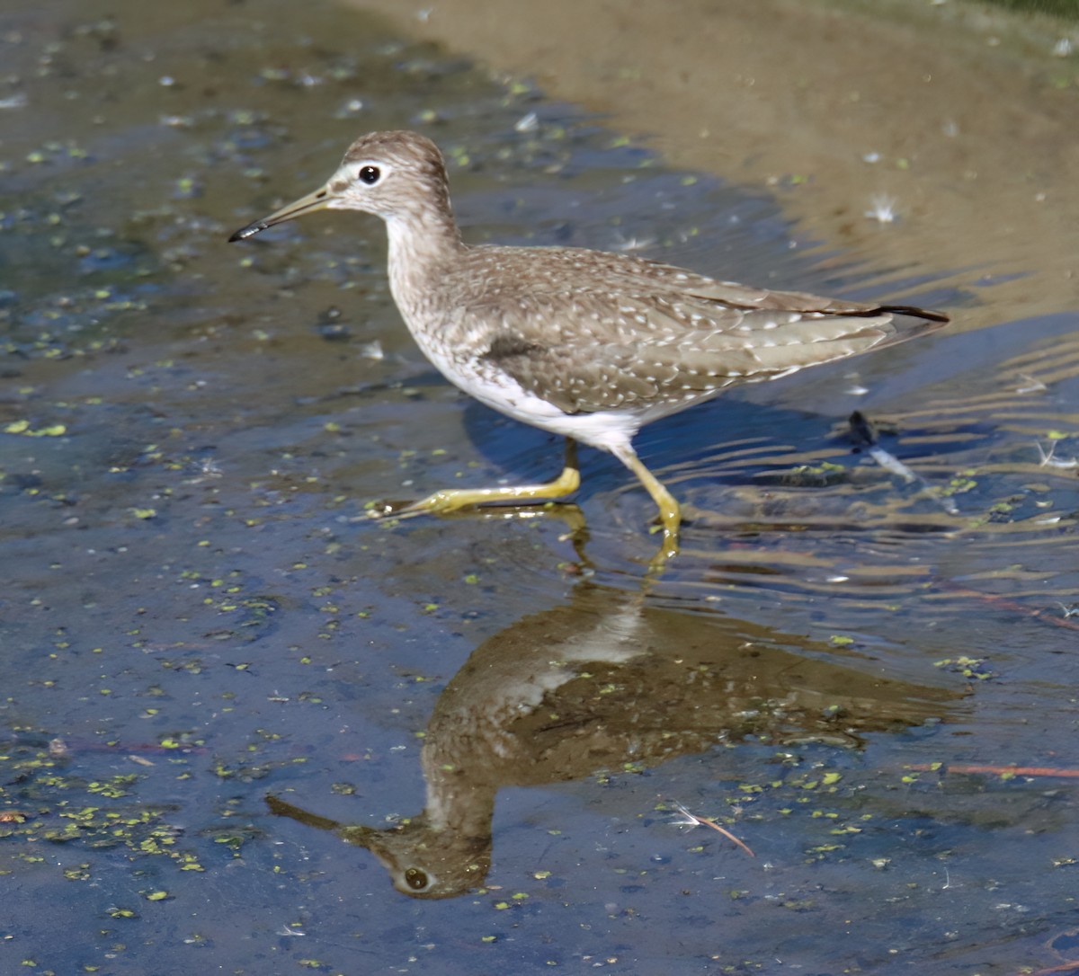 Solitary Sandpiper - Sally Veach