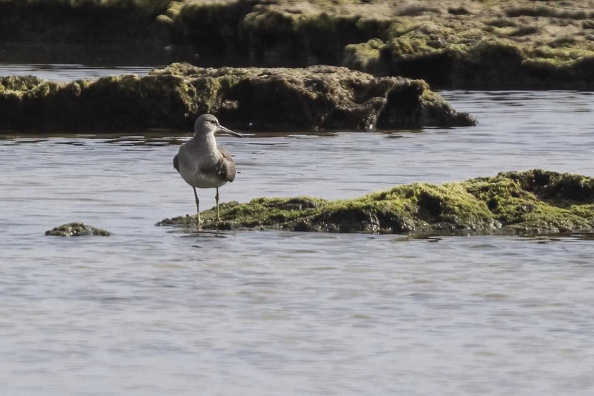 Gray-tailed Tattler - ML611379904