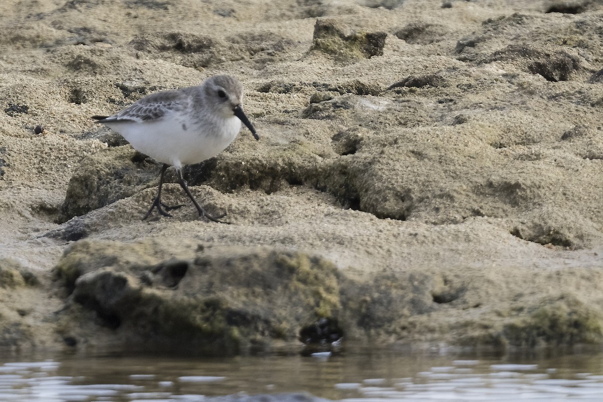 Dunlin - ML611379916