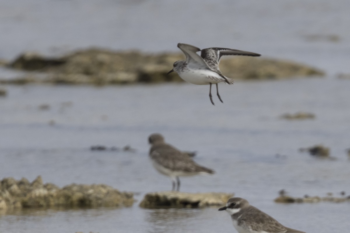 Broad-billed Sandpiper - ML611379924