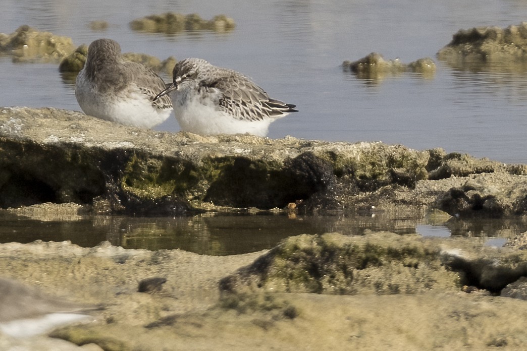 Broad-billed Sandpiper - ML611379927